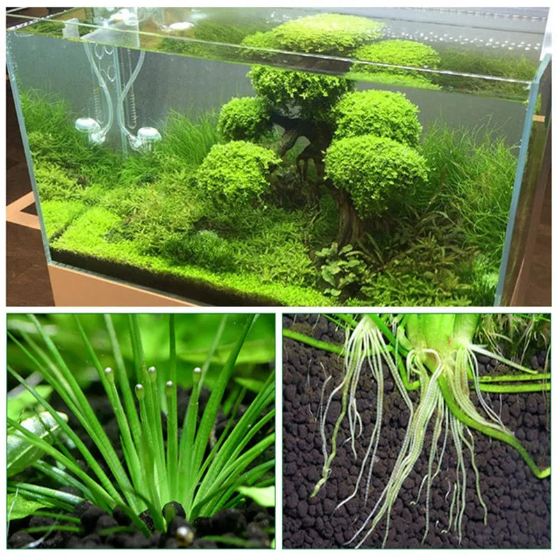 Aquarium Plants Soil