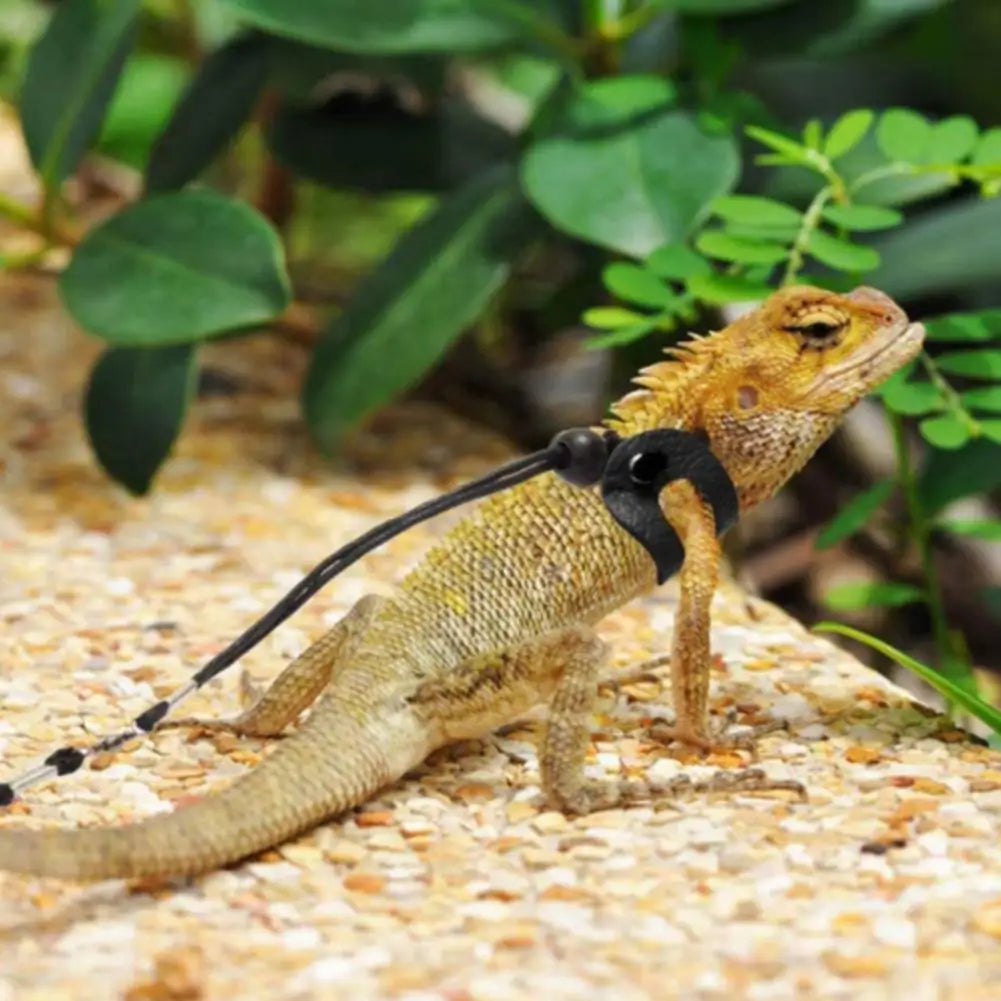 Lizard's Harness